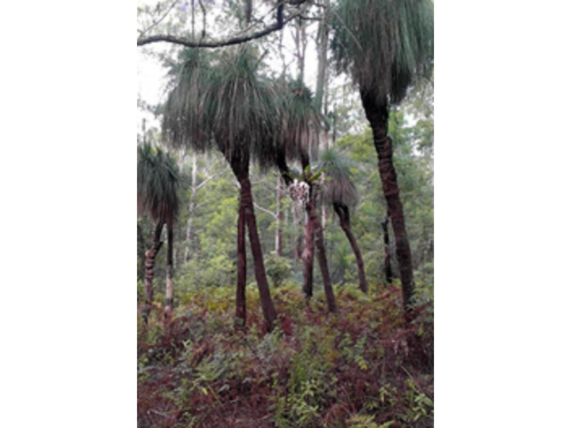 Lot 8 Long Gully Rd St, Drake NSW 2469