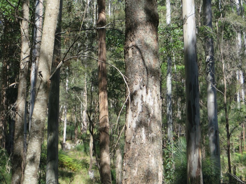 Lot 8 Long Gully Rd St, Drake NSW 2469