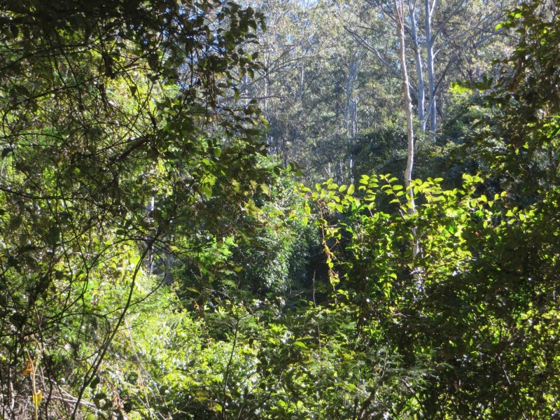 Lot 8 Long Gully Rd St, Drake NSW 2469