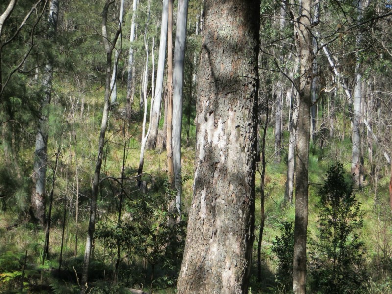 Lot 8 Long Gully Rd St, Drake NSW 2469