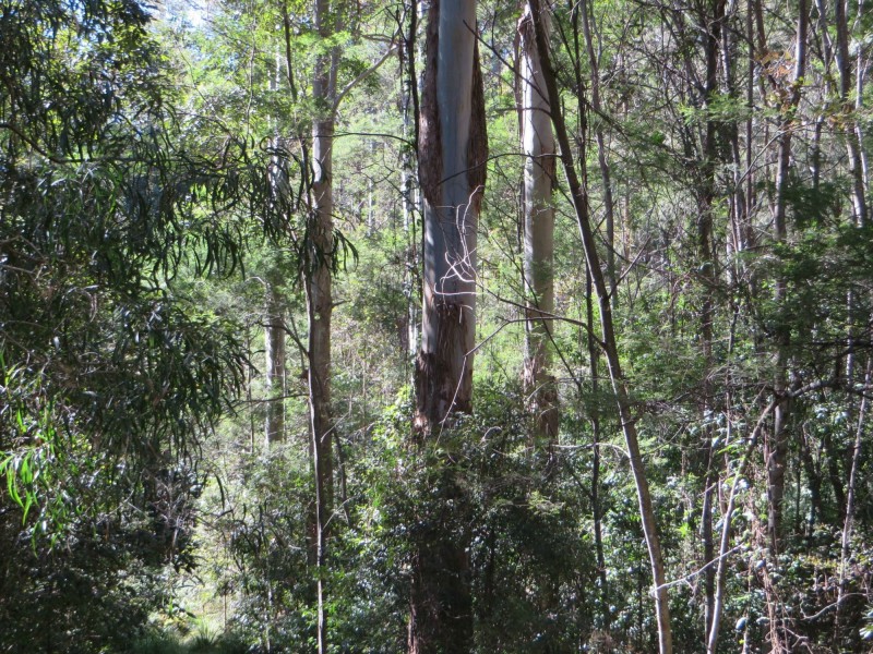 Lot 8 Long Gully Rd St, Drake NSW 2469