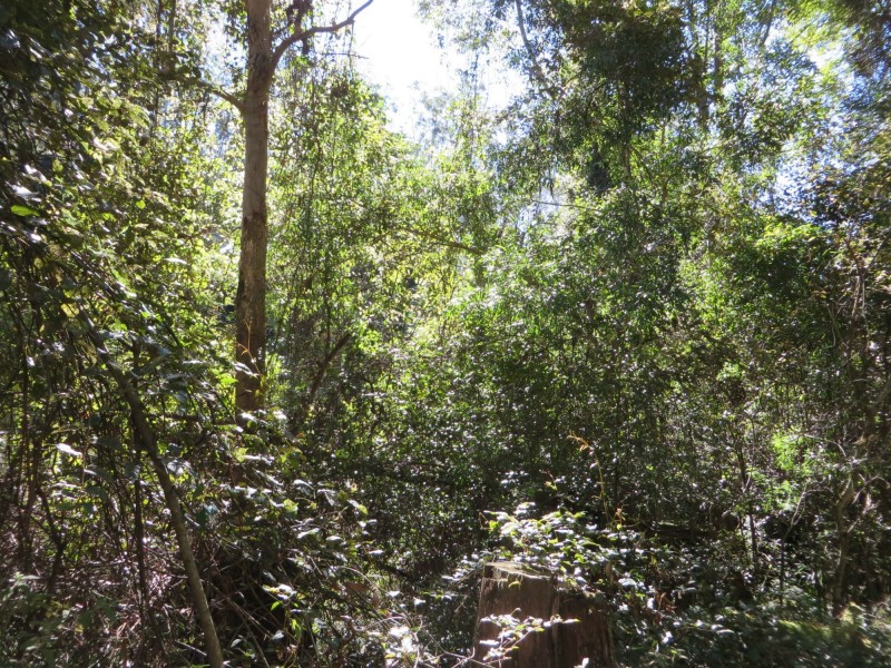 Lot 8 Long Gully Rd St, Drake NSW 2469