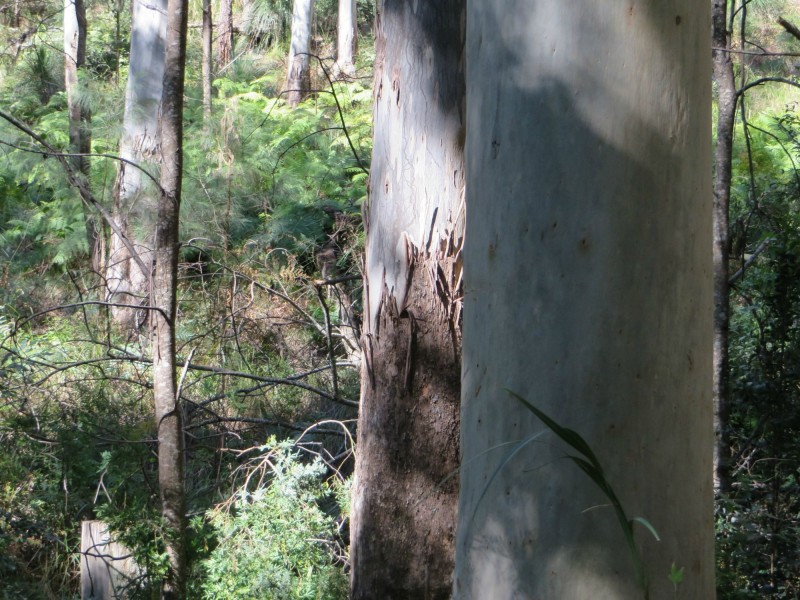 Lot 8 Long Gully Rd St, Drake NSW 2469