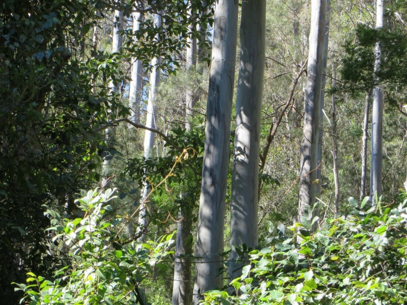 Lot 8 Long Gully Rd St, Drake NSW 2469