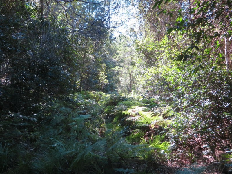 Lot 8 Long Gully Rd St, Drake NSW 2469