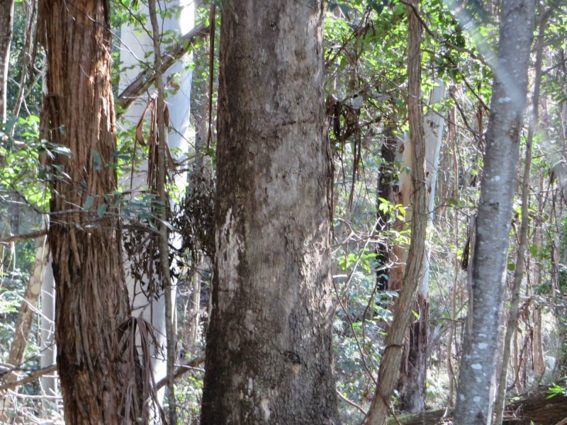 Lot 8 Long Gully Rd St, Drake NSW 2469