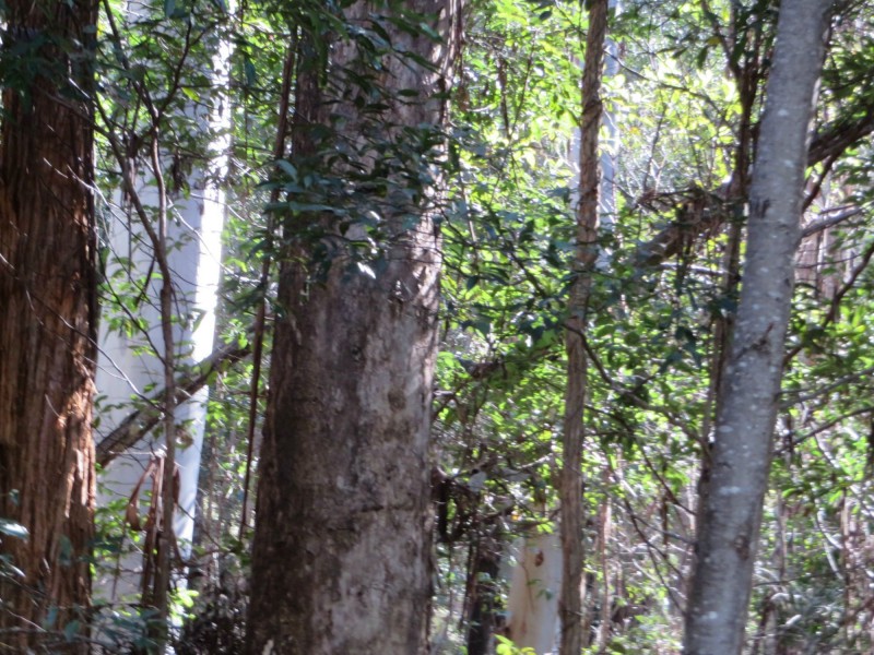 Lot 8 Long Gully Rd St, Drake NSW 2469