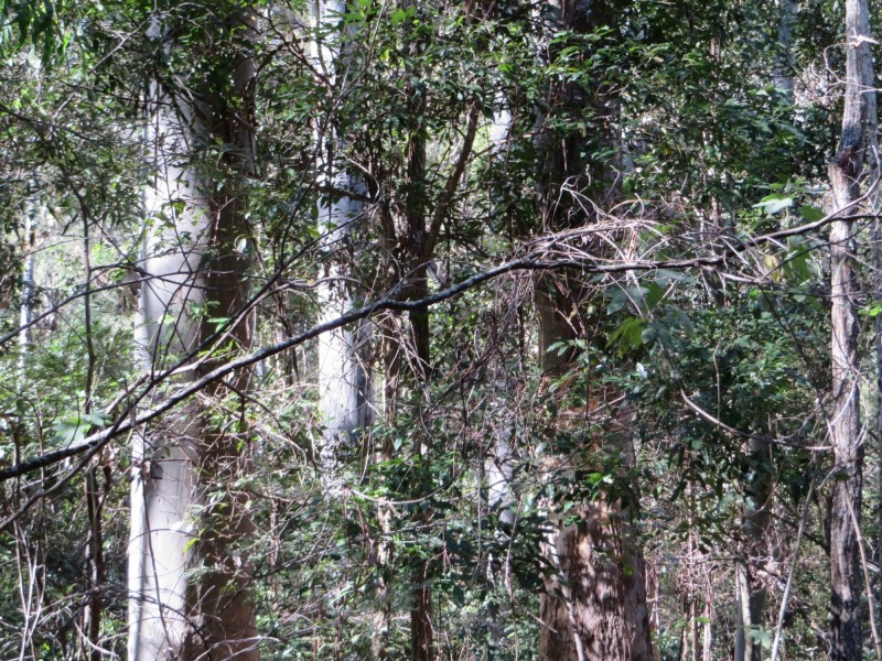 Lot 8 Long Gully Rd St, Drake NSW 2469