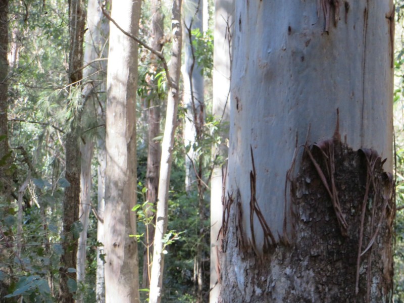 Lot 8 Long Gully Rd St, Drake NSW 2469