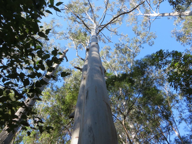 Lot 8 Long Gully Rd St, Drake NSW 2469