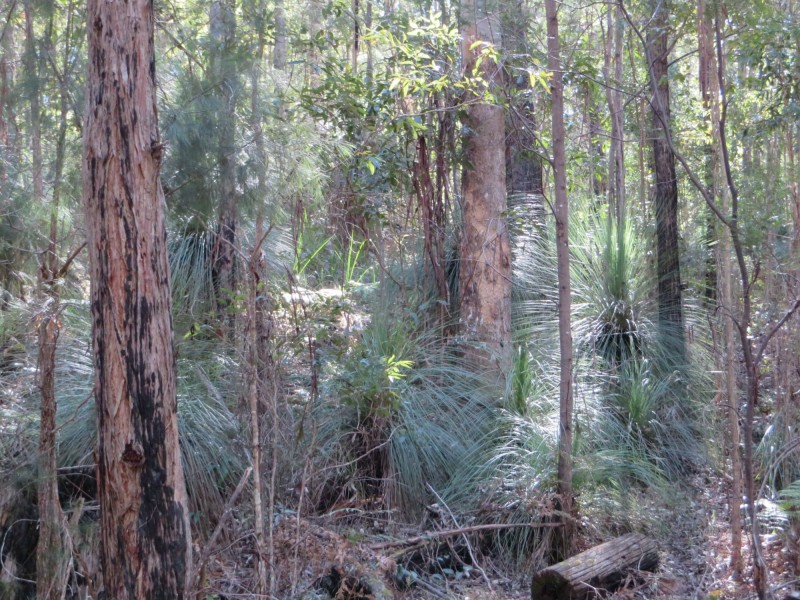 Lot 8 Long Gully Rd St, Drake NSW 2469