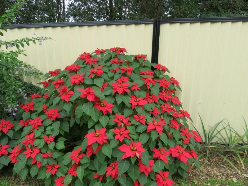 19 Kamala Avenue, Kyogle NSW 2474