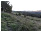 326 Bice Rd , LEYCESTER, Lismore NSW 2480