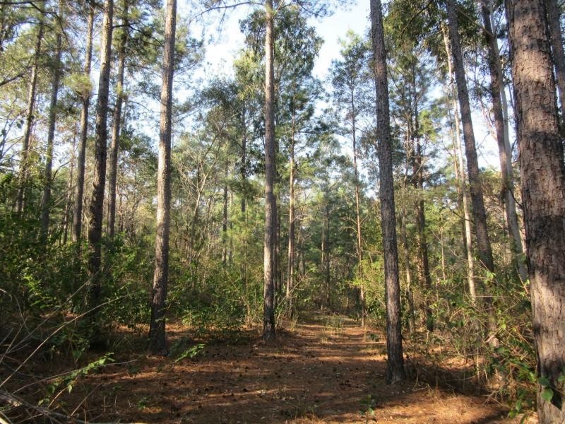 525 Bruxner Road, Tabulam NSW 2469