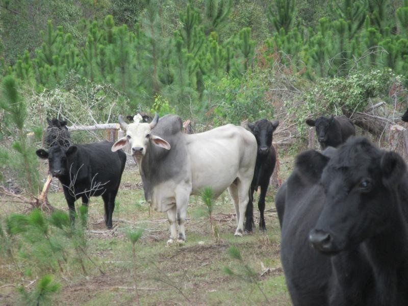 Lot 502 Old Tenterfield Road, Rappville NSW 2469