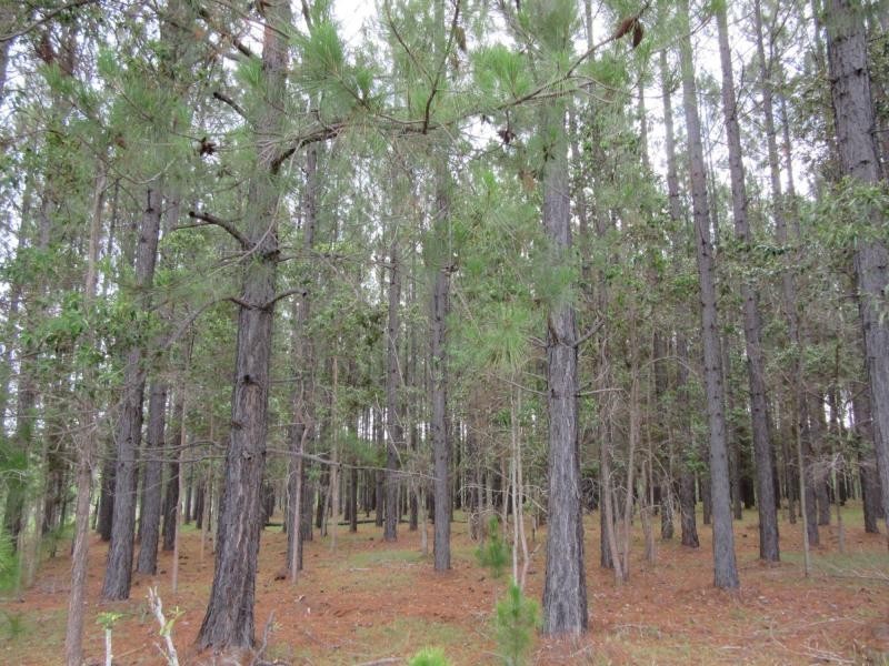 Lot 502 Old Tenterfield Road, Rappville NSW 2469