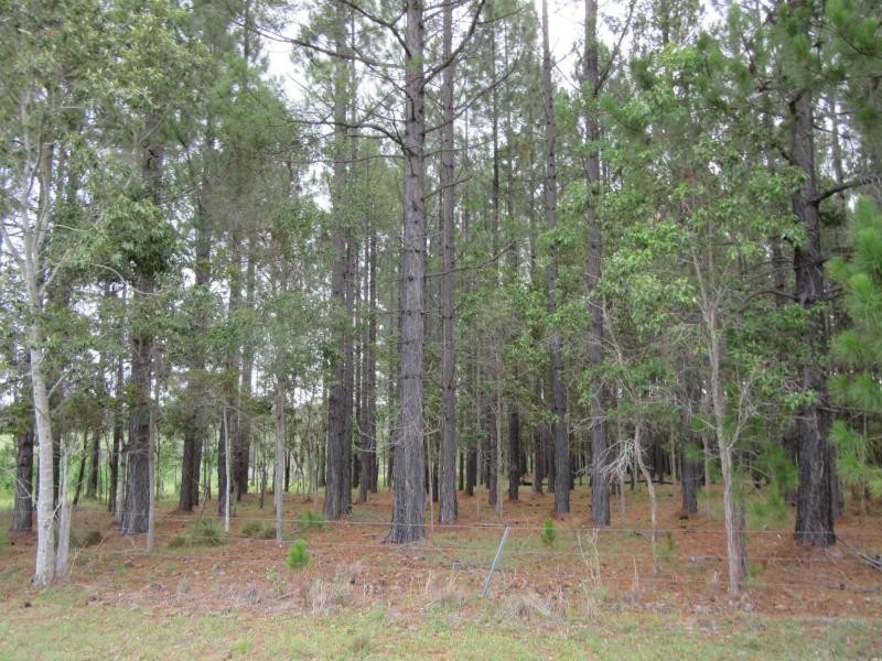 Lot 502 Old Tenterfield Road, Rappville NSW 2469