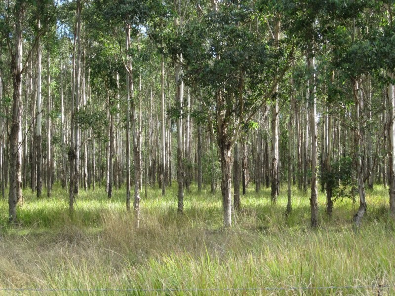 L163 Paddys Flat Rd , VIA Emu Creek, Tabulam NSW 2469