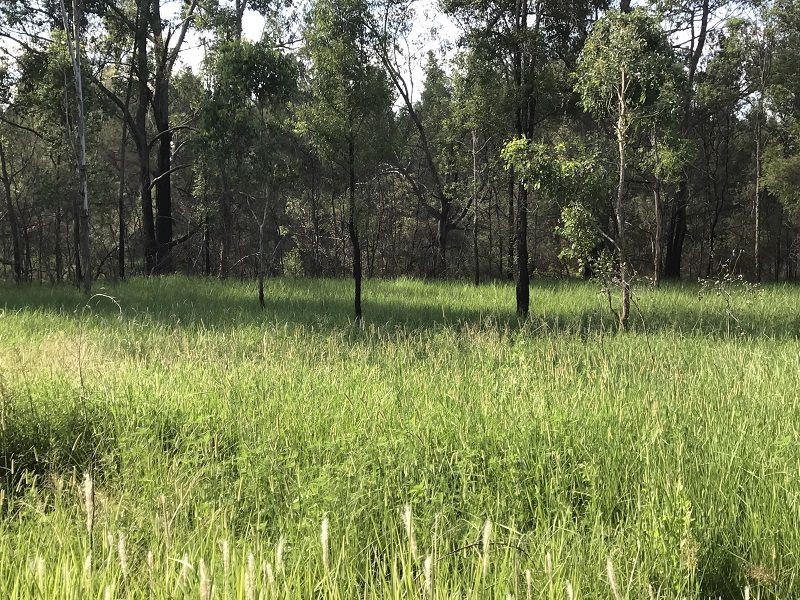 L163 Paddys Flat Rd , VIA Emu Creek, Tabulam NSW 2469