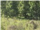 L163 Paddys Flat Rd , VIA Emu Creek, Tabulam NSW 2469