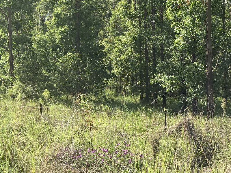 L163 Paddys Flat Rd , VIA Emu Creek, Tabulam NSW 2469