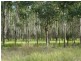 L163 Paddys Flat Rd , VIA Emu Creek, Tabulam NSW 2469
