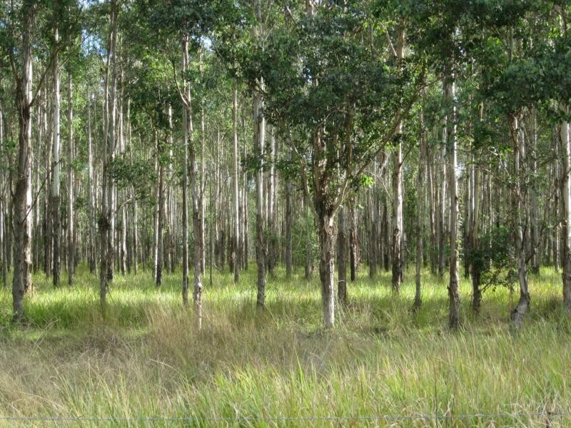 L163 Paddys Flat Rd , VIA Emu Creek, Tabulam NSW 2469