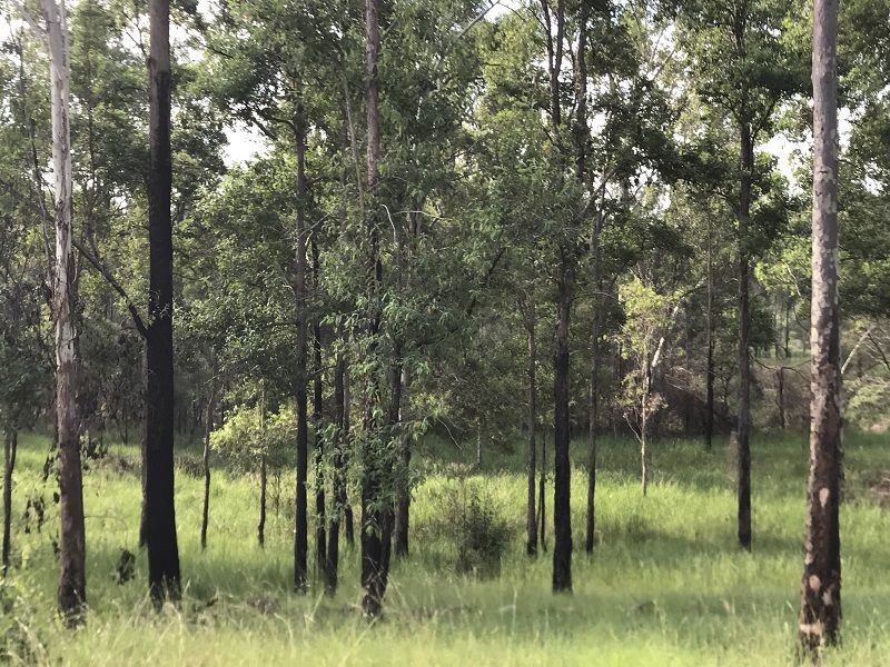 L163 Paddys Flat Rd , VIA Emu Creek, Tabulam NSW 2469