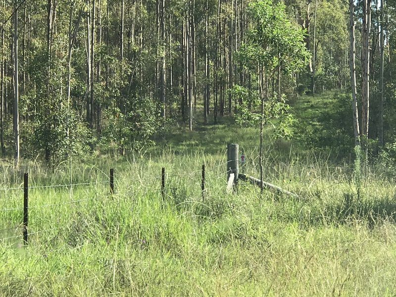 L163 Paddys Flat Rd , VIA Emu Creek, Tabulam NSW 2469