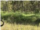 L163 Paddys Flat Rd , VIA Emu Creek, Tabulam NSW 2469
