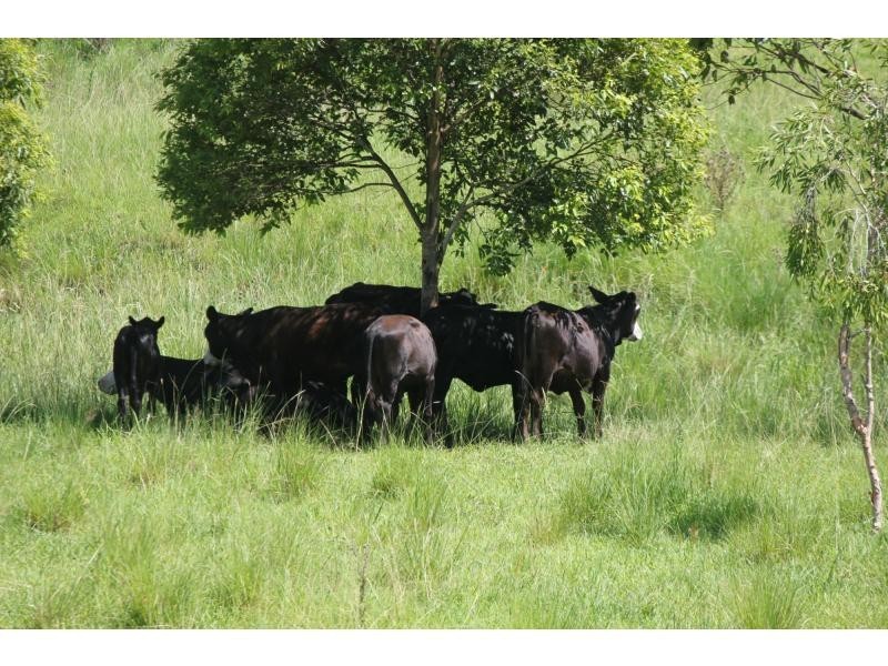 37 Durhams Road, Cedar Point NSW 2474