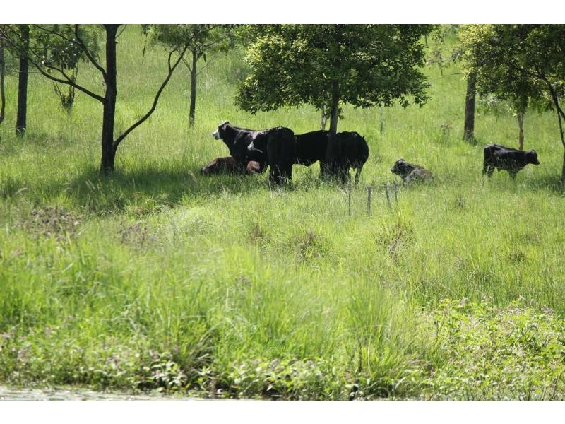 37 Durhams Road, Cedar Point NSW 2474