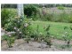 240 Mongogarie Road, Via Casino, Leeville NSW 2470