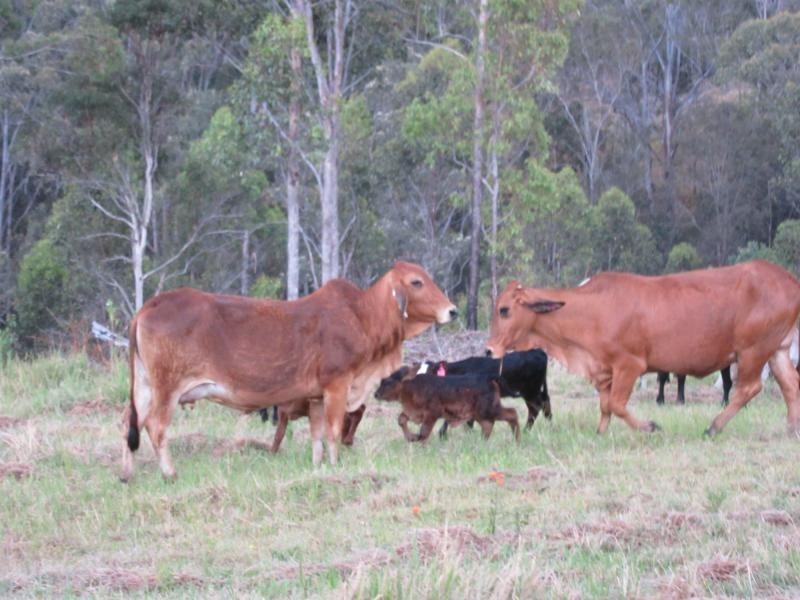 Lot 15 Yabbra Road, Bonalbo NSW 2469