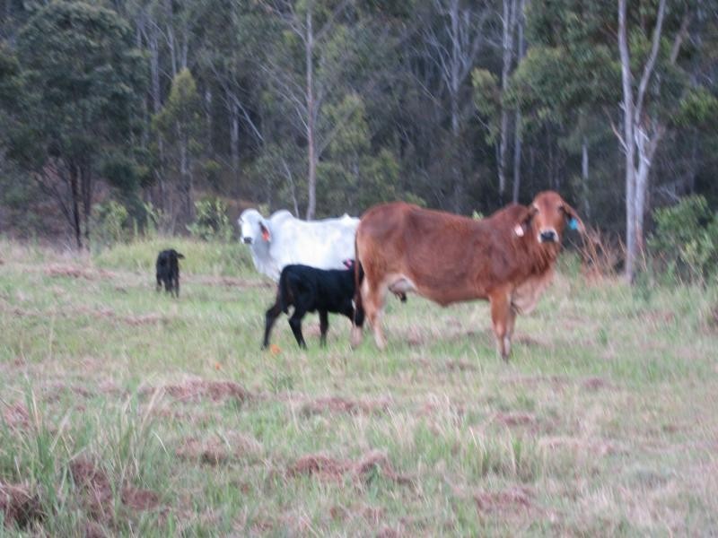 Lot 15 Yabbra Road, Bonalbo NSW 2469