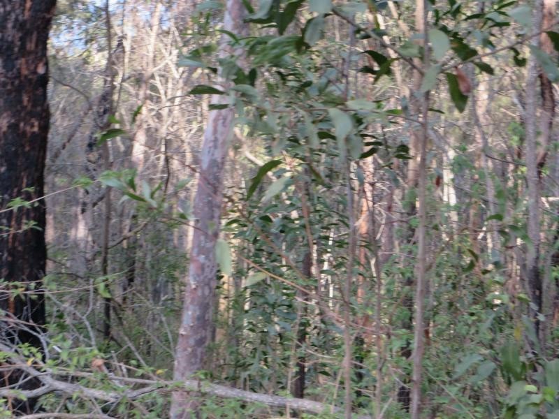 171 Mud Flat Rd St, Drake NSW 2469