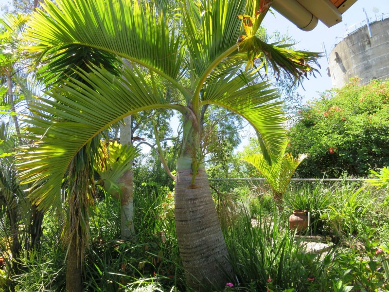 54 Walker Street, Casino NSW 2470