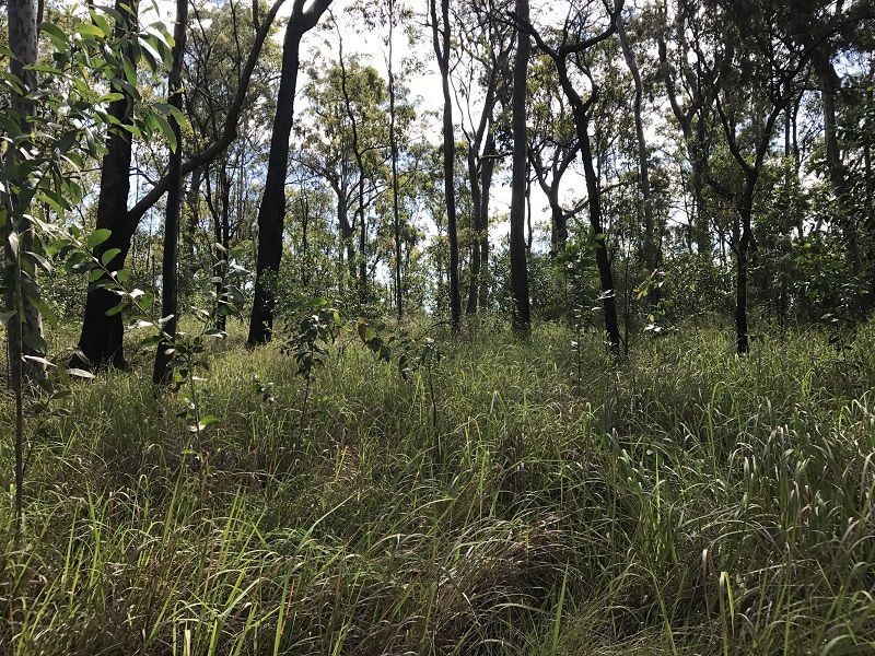 L148 Sugarbag Rd, Tabulam NSW 2469