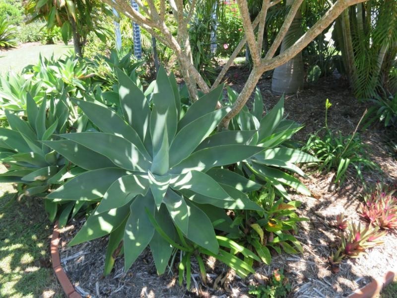 4 Saville Street, VIA KYOGLE, Geneva NSW 2474