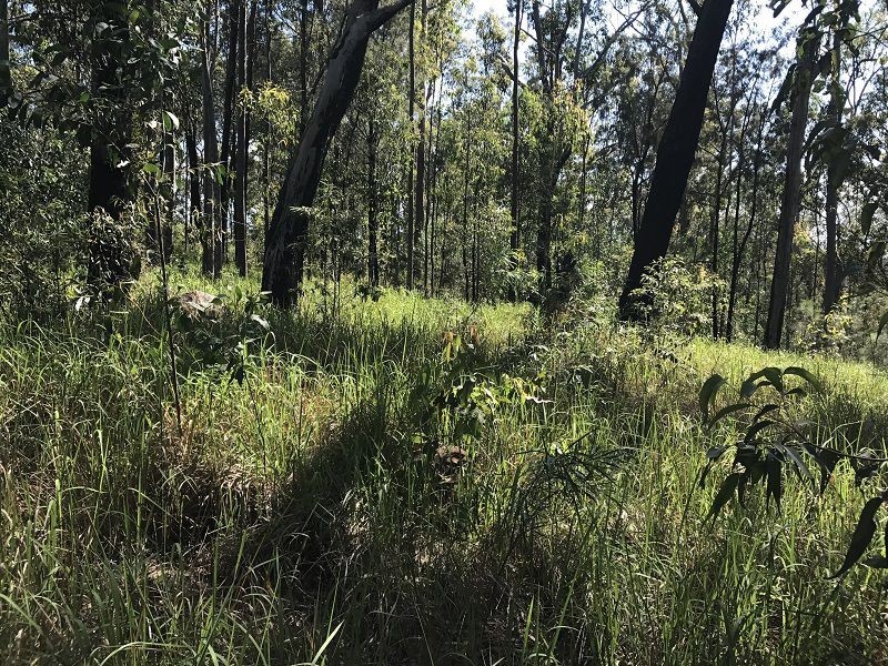 L149 Sugarbag Rd, Tabulam NSW 2469