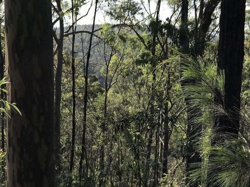 L149 Sugarbag Rd, Tabulam NSW 2469