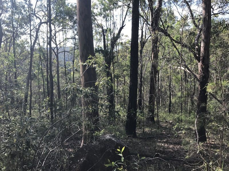 L149 Sugarbag Rd, Tabulam NSW 2469