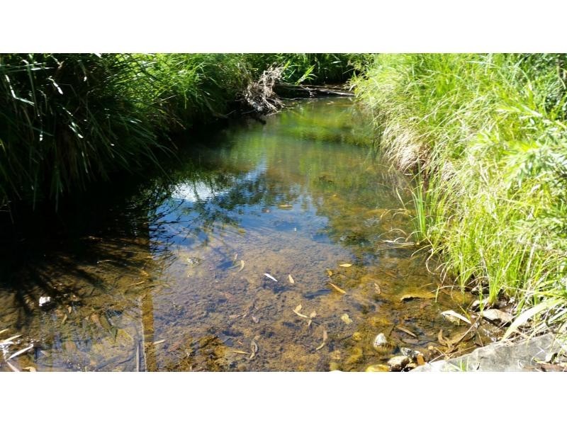 342 Ewingar Ridge Road, Ewingar, Tabulam NSW 2469