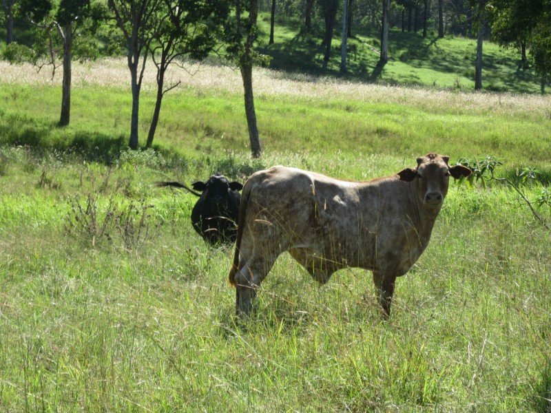 263 Dunns Road, Casino NSW 2470