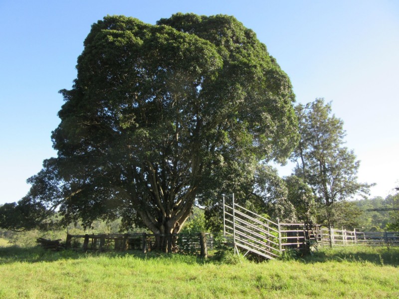 263 Dunns Road, Casino NSW 2470