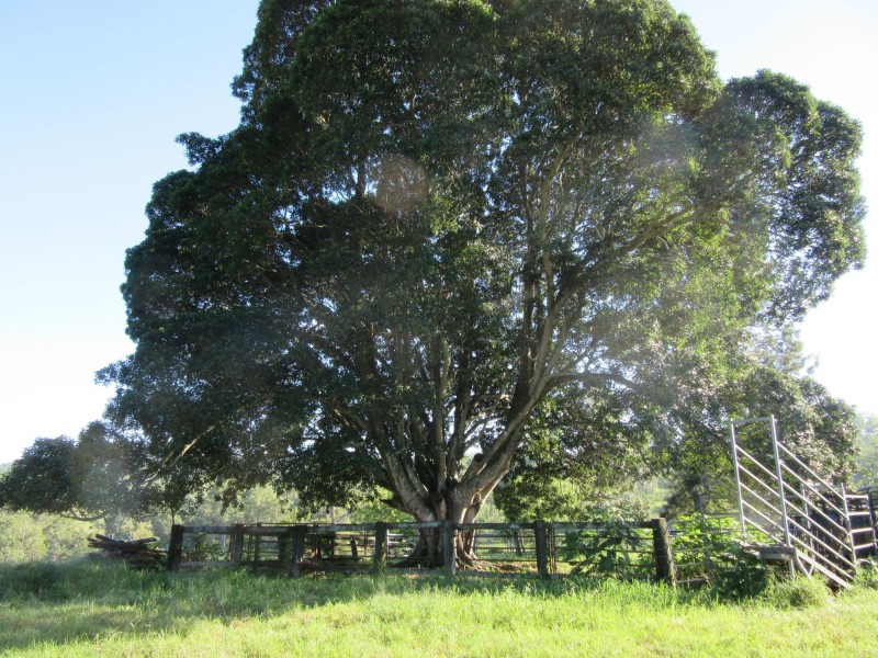 263 Dunns Road, Casino NSW 2470