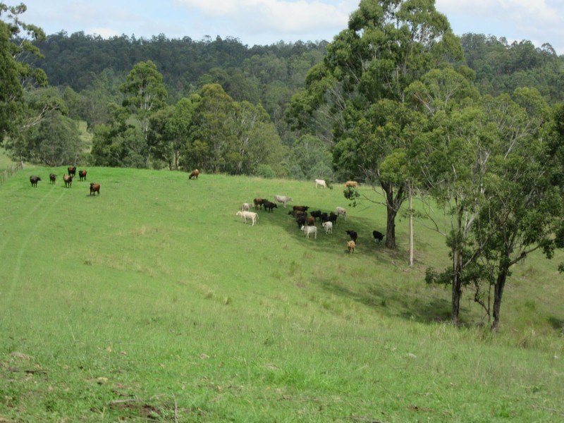 77 Sandilands Street, Bonalbo NSW 2469