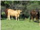 11607a Clarence Way, Tabulam NSW 2469