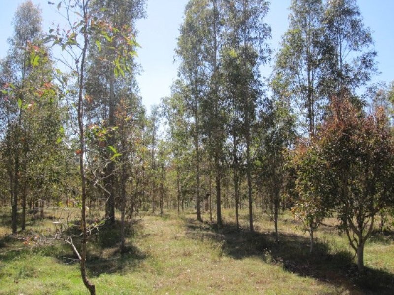 624 Tabulam Road, Tabulam NSW 2469