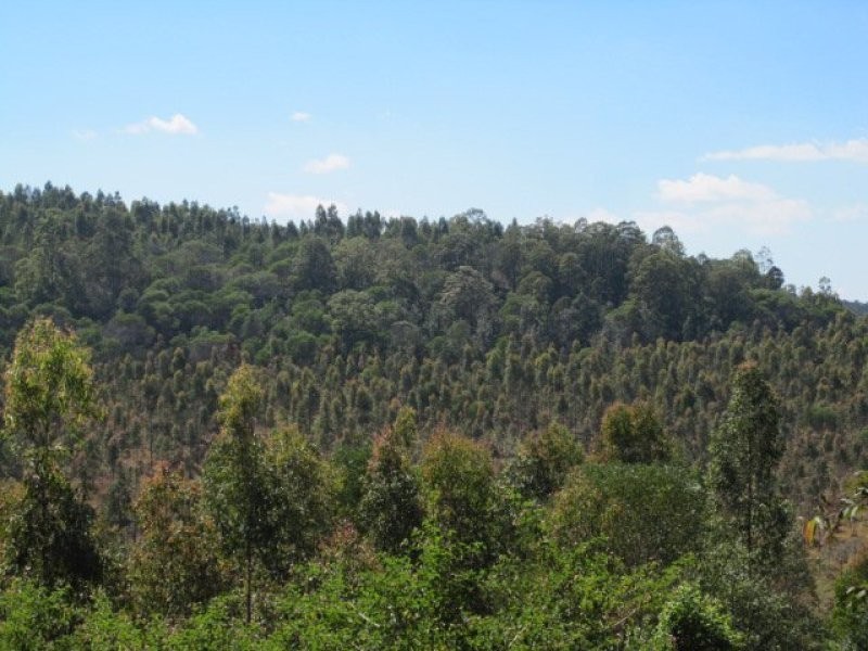 624 Tabulam Road, Tabulam NSW 2469